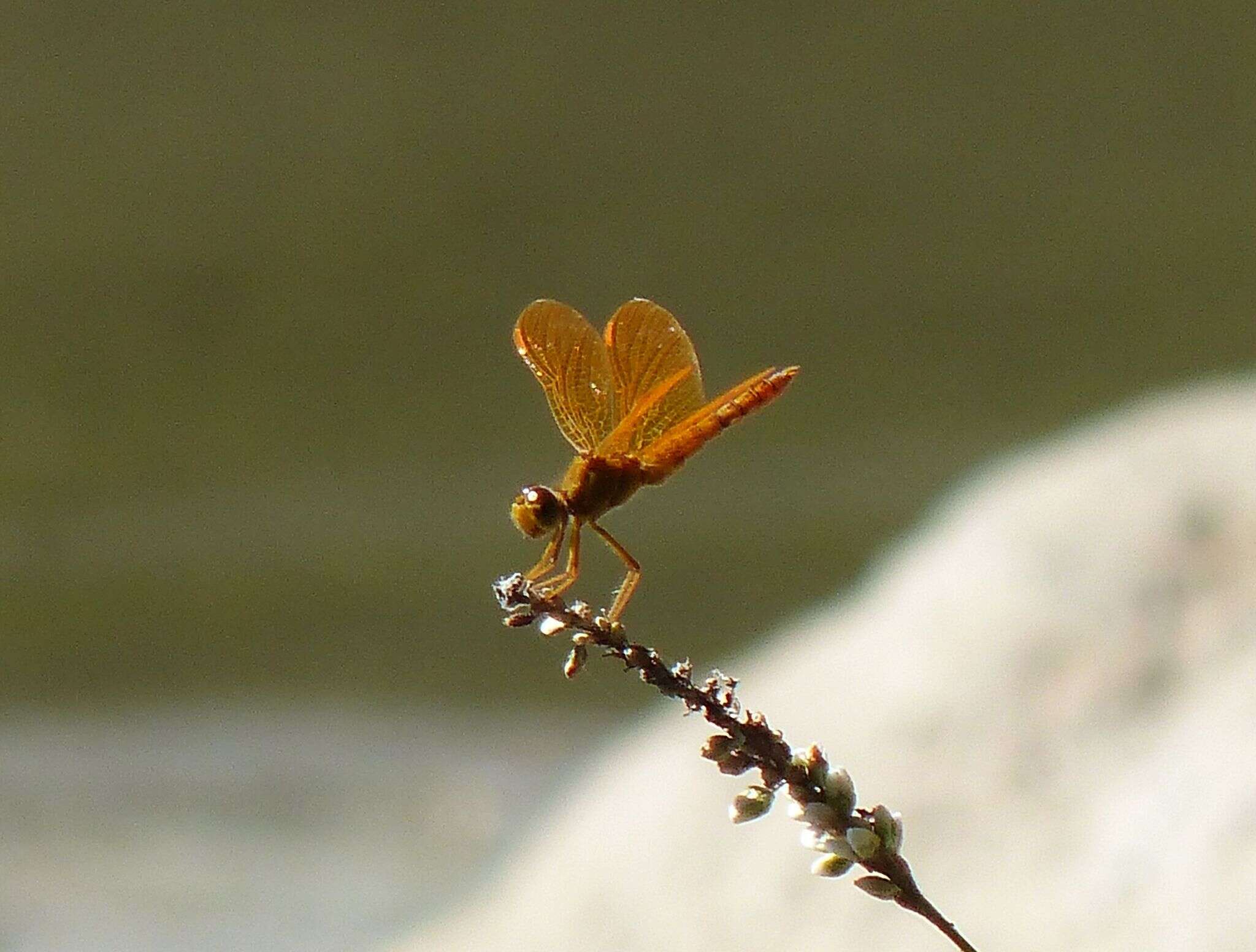 Image of Mexican Amberwing