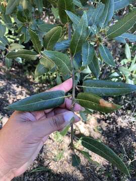 Слика од Quercus parvula var. shrevei (C. H. Mull.) Nixon