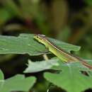 Image of China Grass Lizard