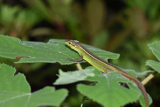 Слика од Takydromus septentrionalis (Günther 1864)