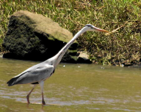 صورة Ardea cinerea cinerea Linnaeus 1758