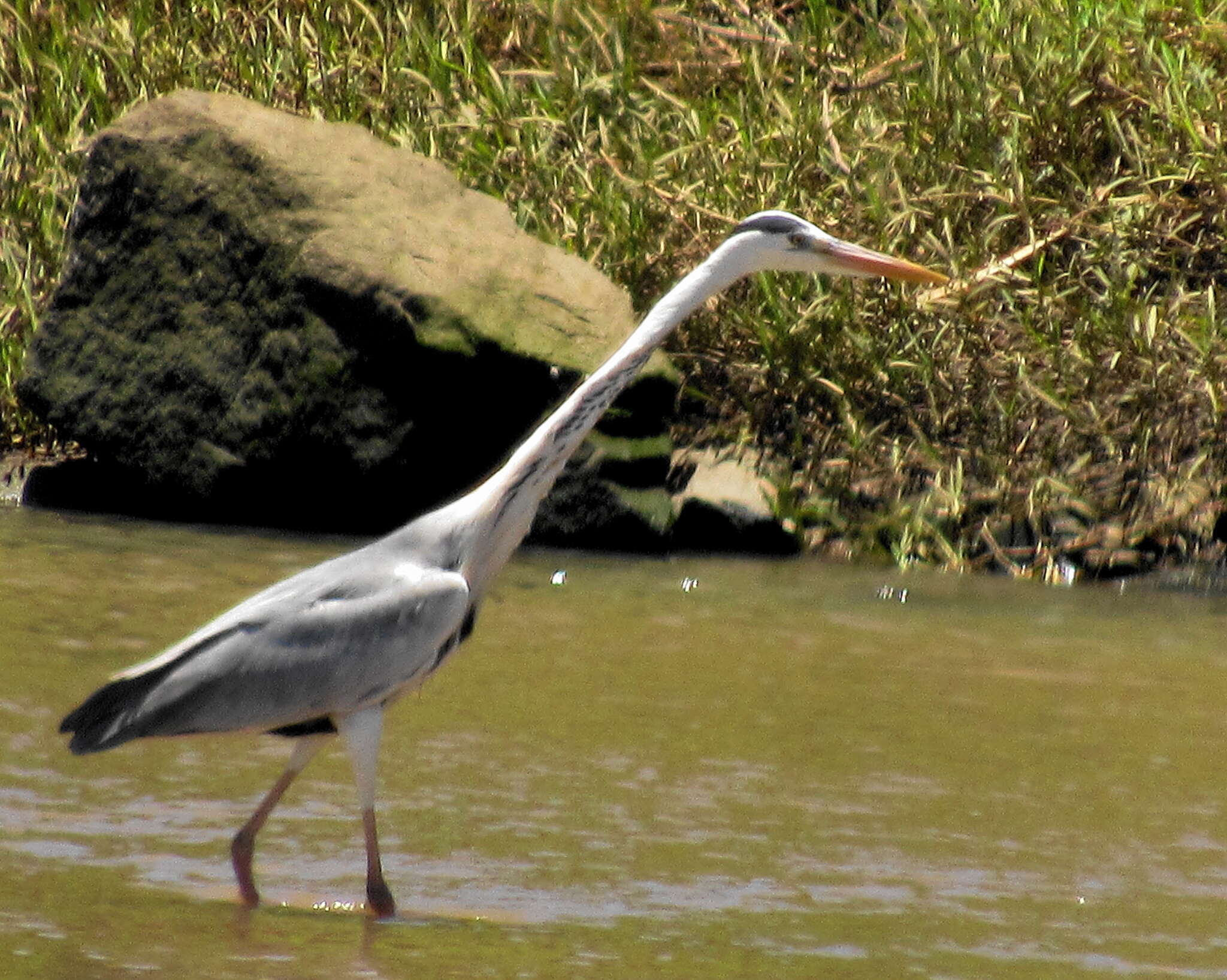 Image of Ardea cinerea cinerea Linnaeus 1758