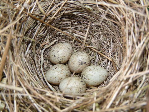 Image of Typical warblers