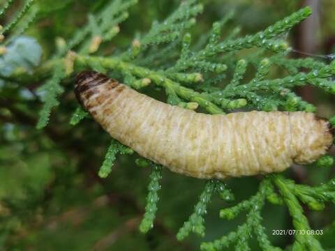 Image of Caterpillar slug