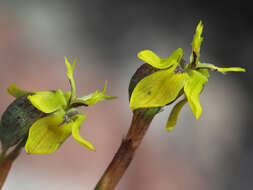 Image of Moraea inconspicua Goldblatt