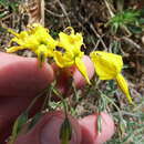 Image de Solanum chilense (Dun.) Reiche