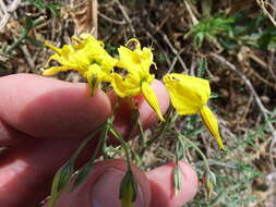 Image of Solanum chilense (Dun.) Reiche