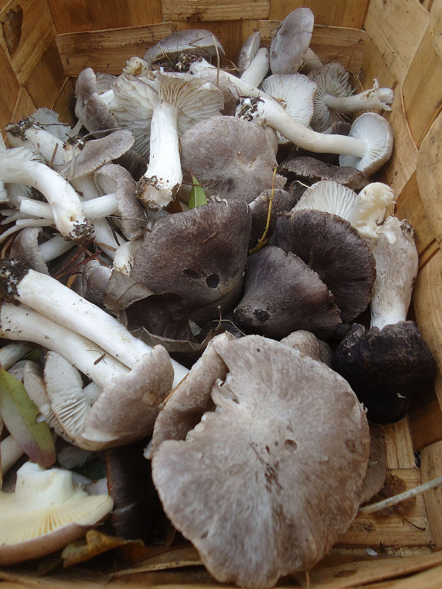 Image of Grey Agaric