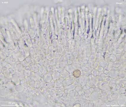 Sivun Leptodontidium trabinellum (P. Karst.) Baral, Platas & R. Galán 2015 kuva