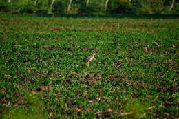 Image of Double-striped Thick-knee