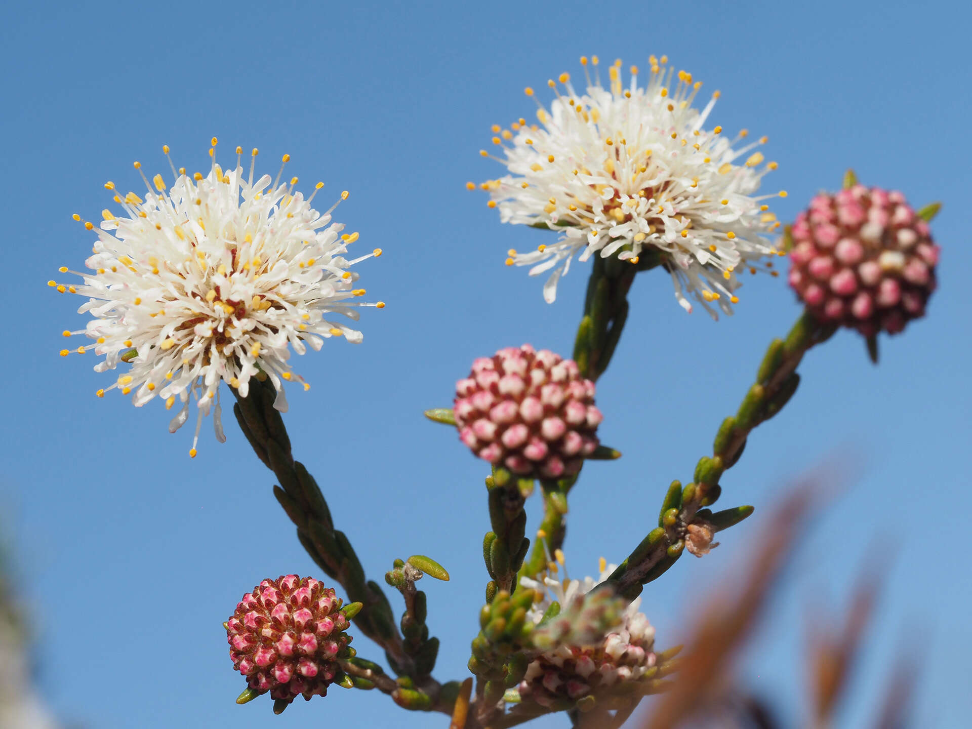 Image of Agathosma esterhuyseniae Pillans