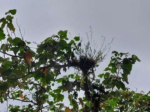 Image of Epidendrum blepharistes Barker ex Lindl.