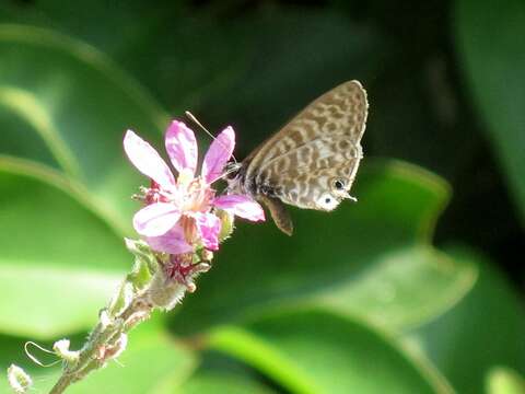 Image of Lang's Short-tailed Blue