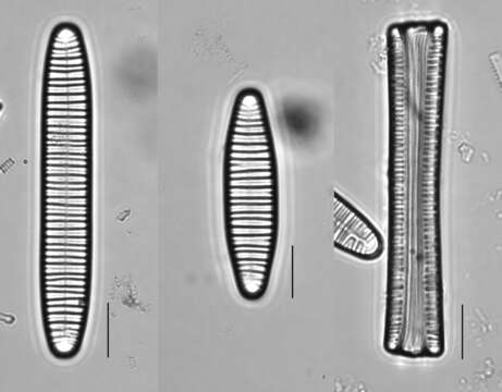 Image of Diatoma vulgaris