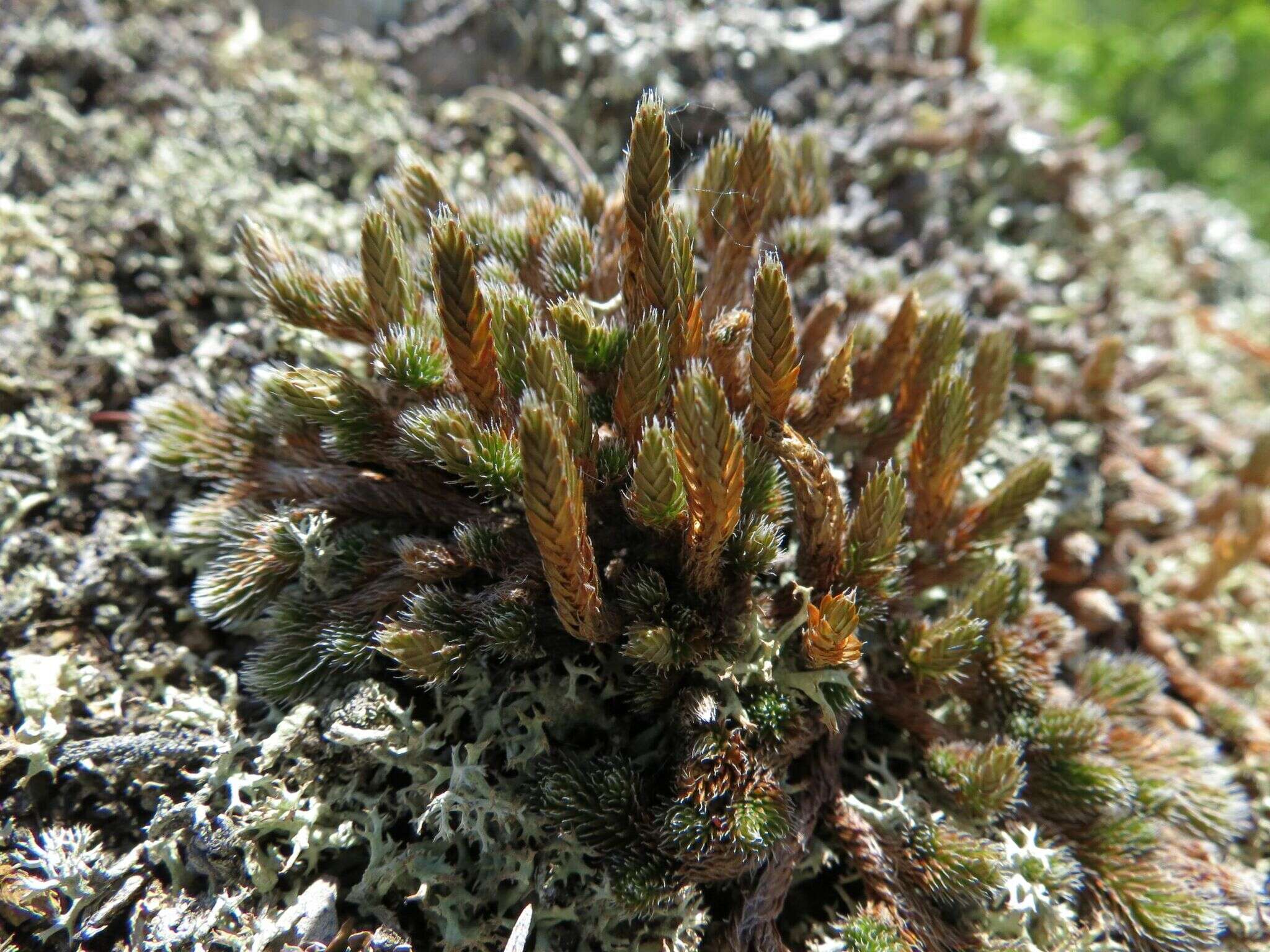 Image of Siberian spikemoss