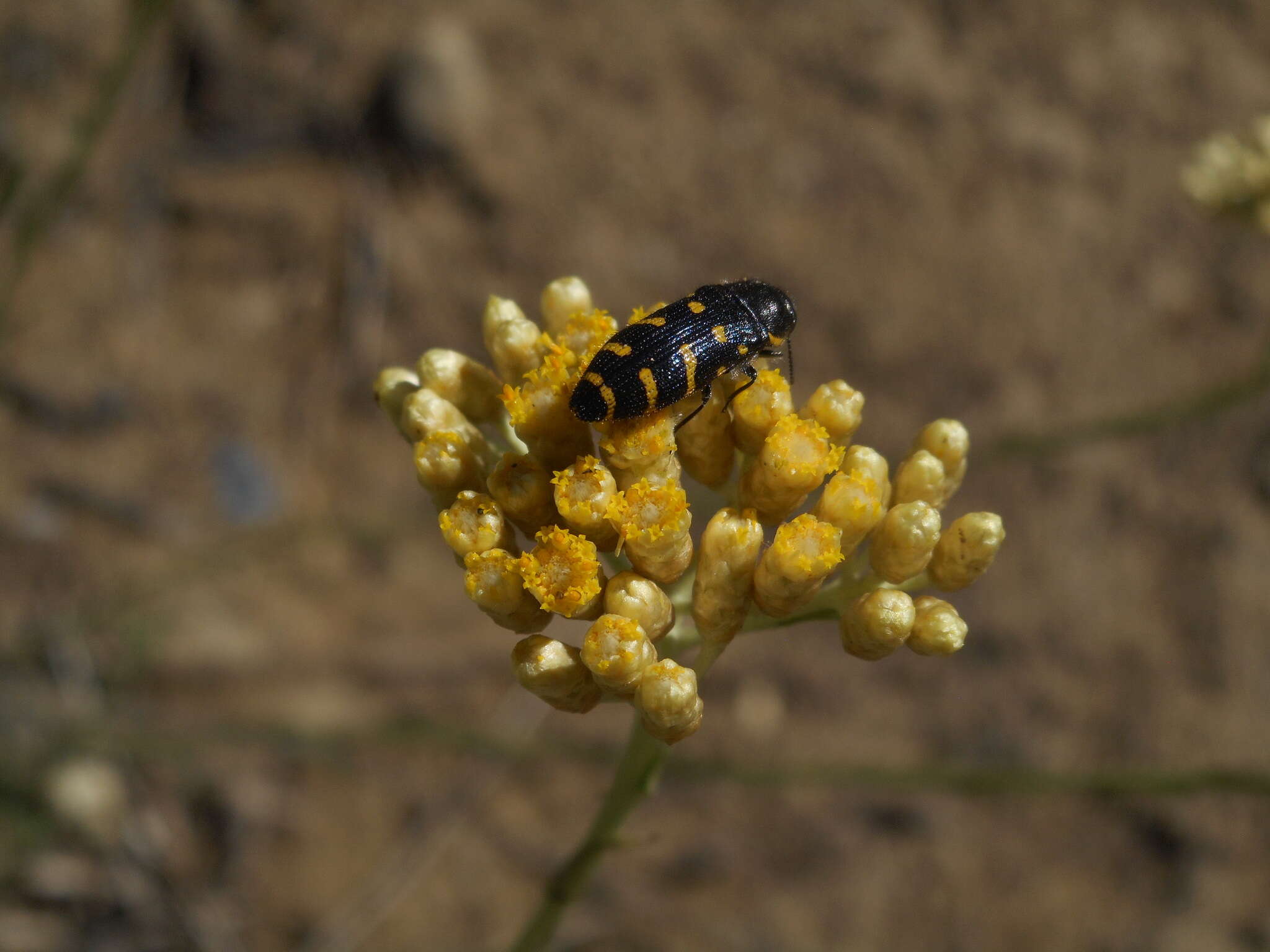 Image of <i>Acmaeodera <i>quadrifasciata</i></i> quadrifasciata