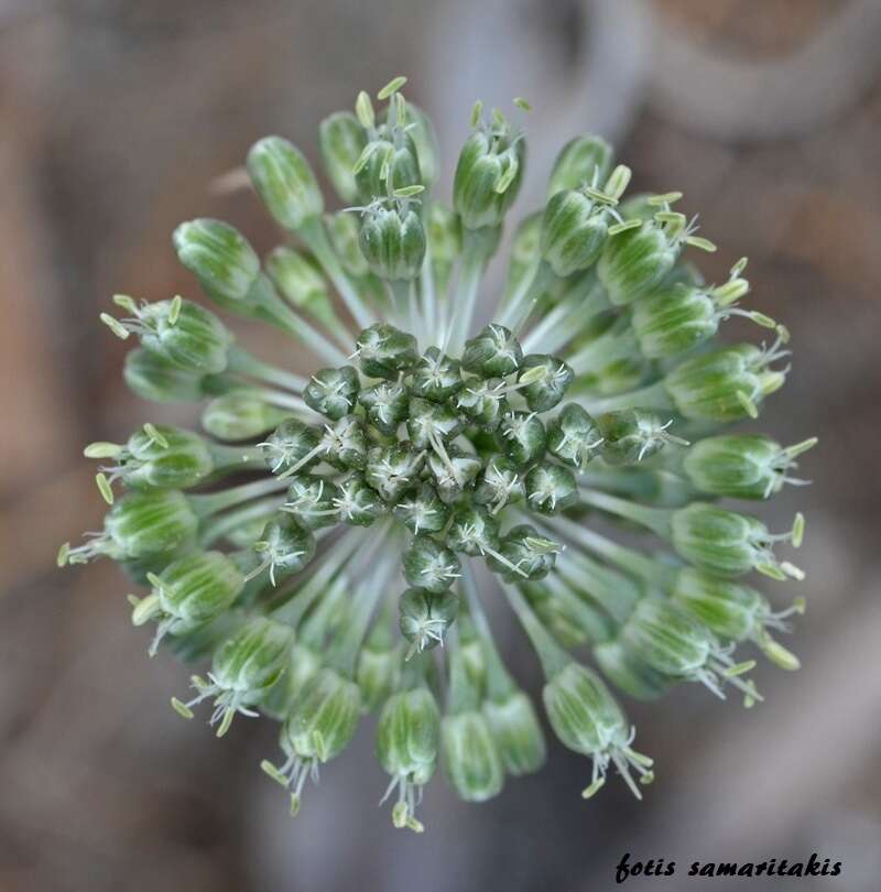 Image of Allium chamaespathum Boiss.