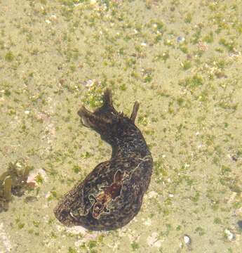 Image of California sea hare