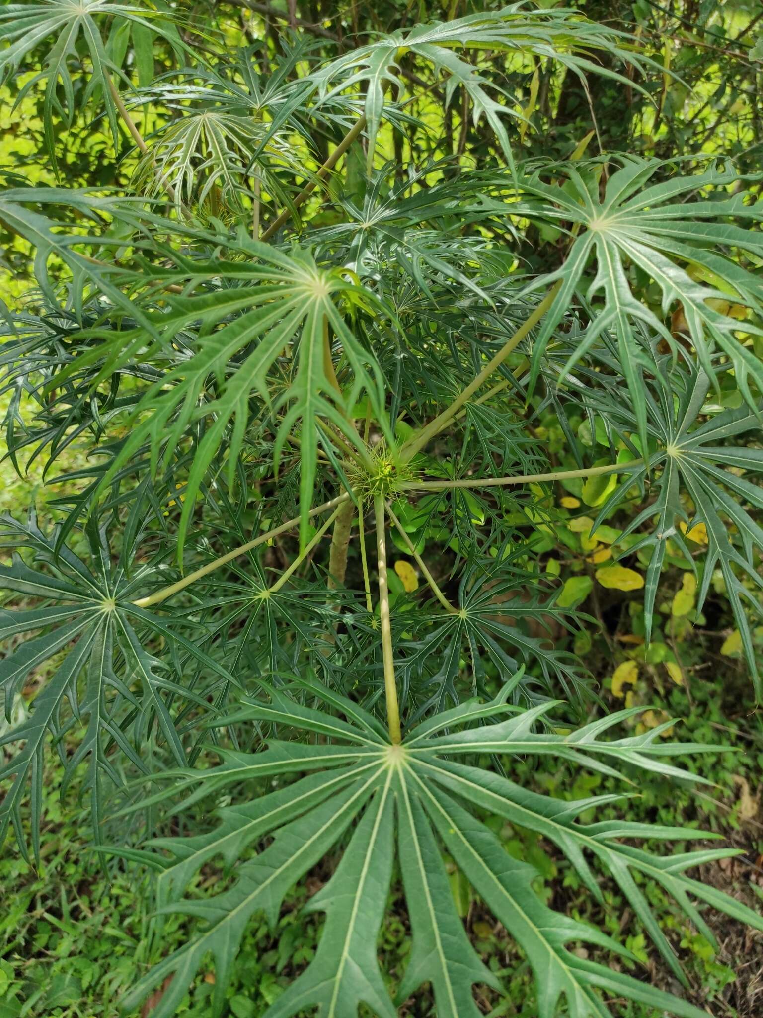 Plancia ëd Jatropha multifida L.