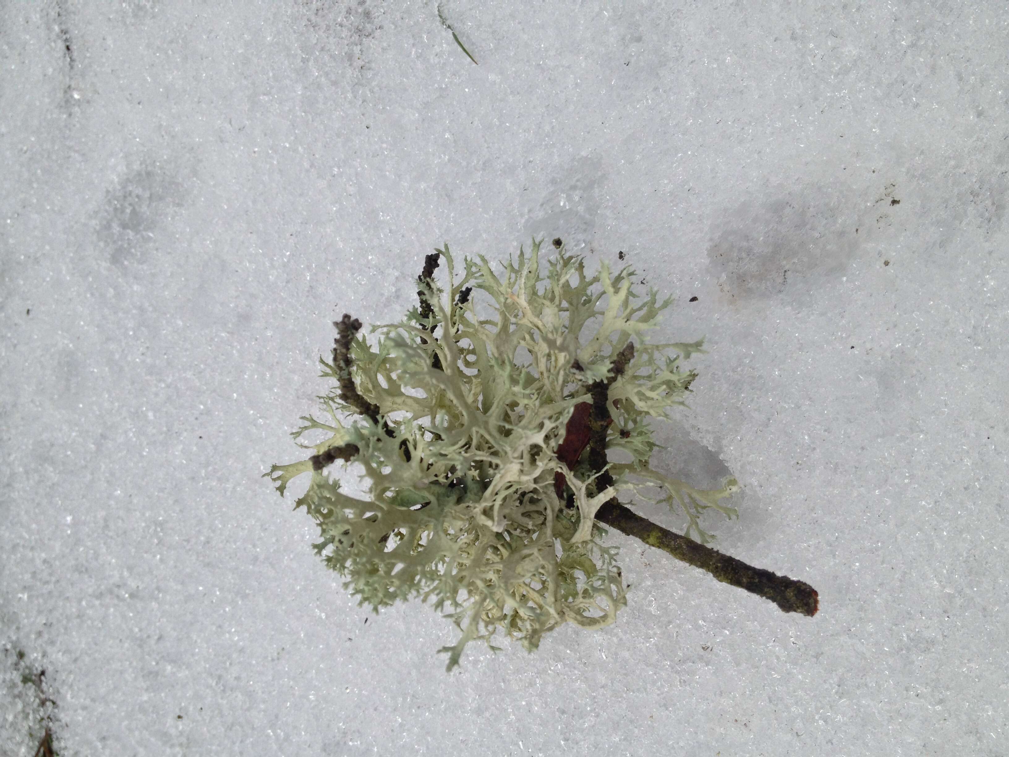 Image of ring lichen