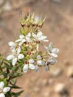 Image of Agathosma puberula (Steud.) Fourc.