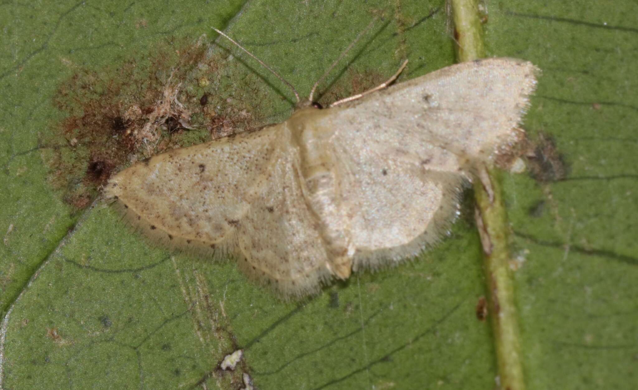 صورة Idaea ptyonopoda Hampson 1895