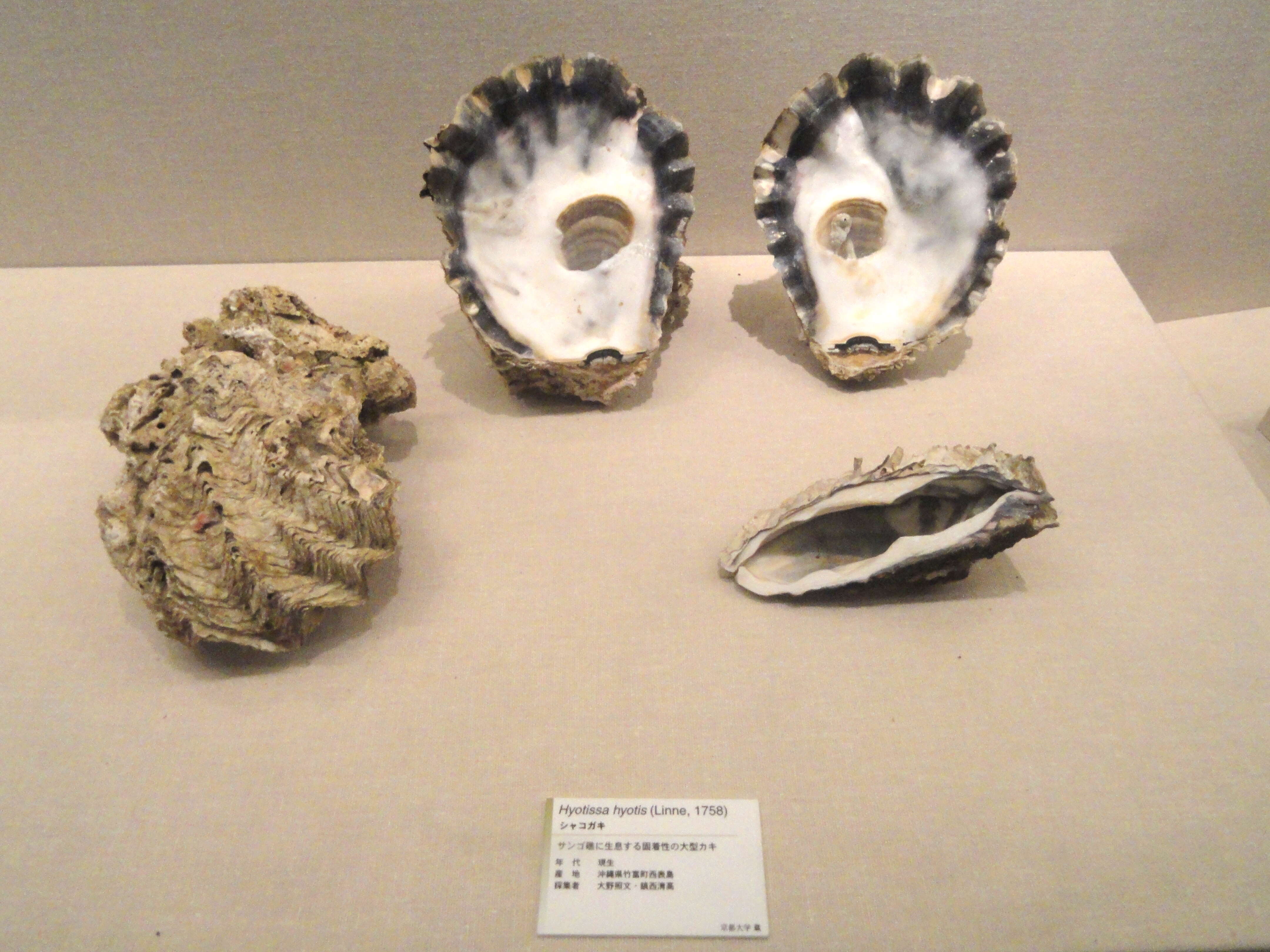 Image of Honeycomb Oyster