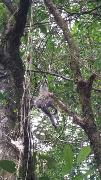 Image of silvery gibbon