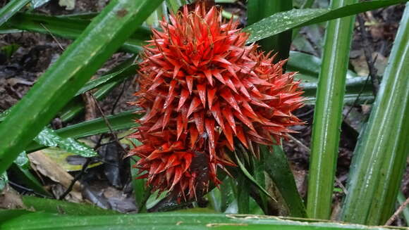 Aechmea magdalenae (André) André ex Baker的圖片