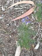 Image of narrowleaf lupine