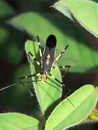 Image of Zelus laticornis (Herrich-Schaeffer 1850)