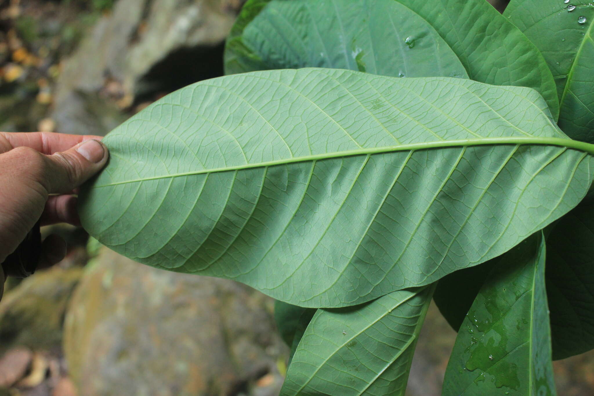 Image of Passiflora lindeniana Planch. ex Triana & Planch.