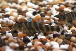 Image of Bengal loach