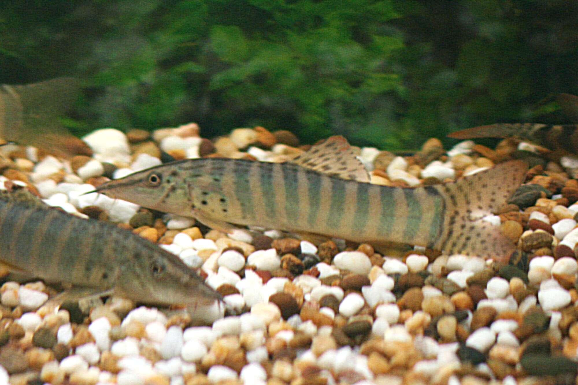 Image of Blyth's loach