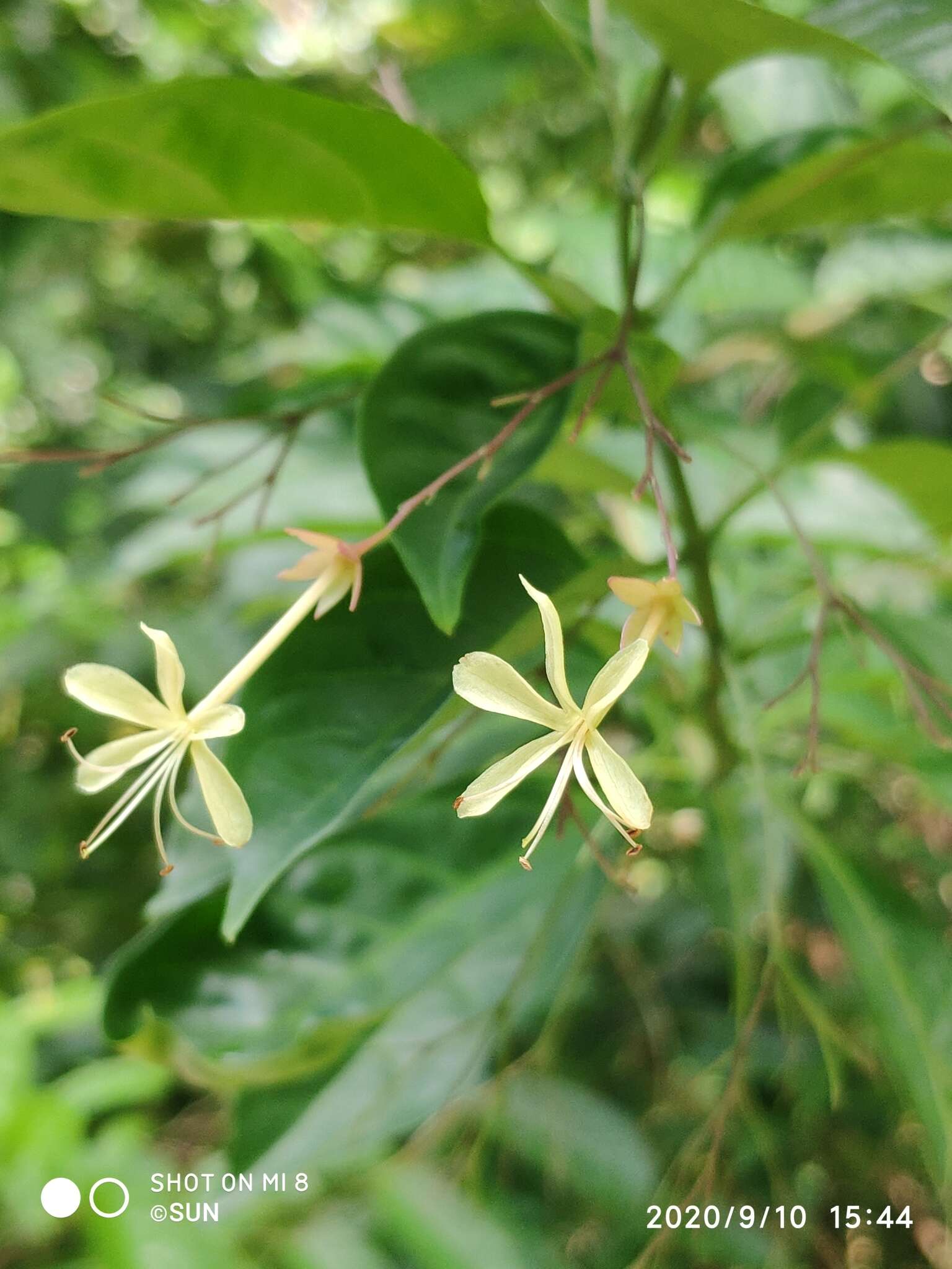 Imagem de Clerodendrum laevifolium Blume