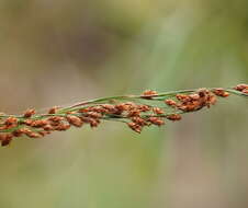 Imagem de Baloskion tetraphyllum subsp. tetraphyllum