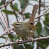 Image of Japanese Bush Warbler