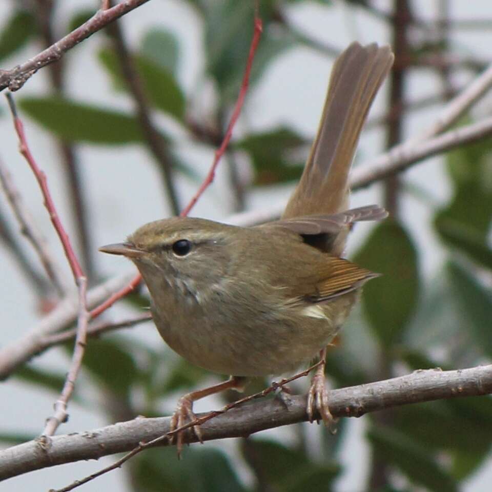 Image of Japanese Bush Warbler