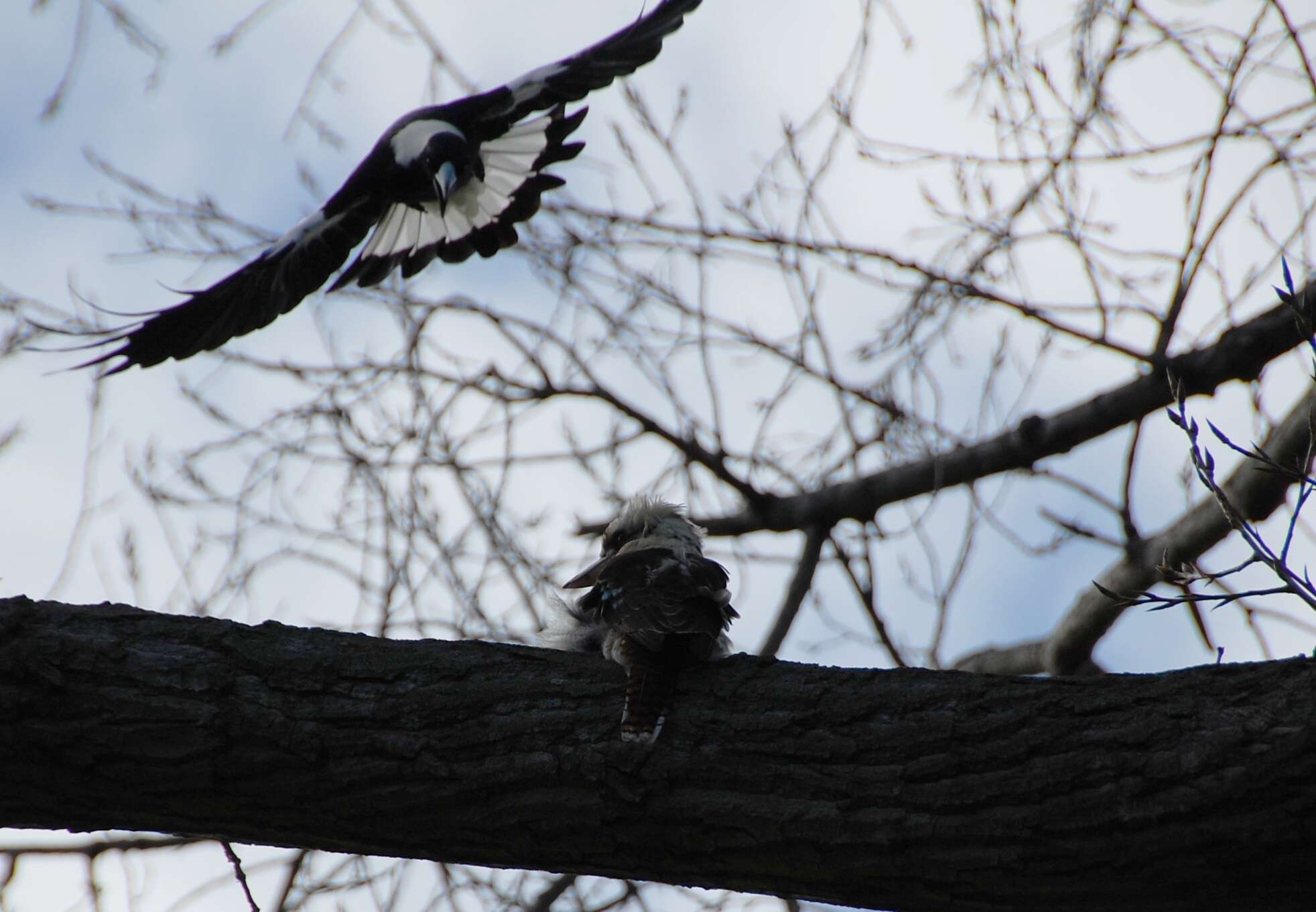 Image of Kookaburra