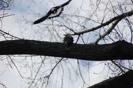 Image of Kookaburra