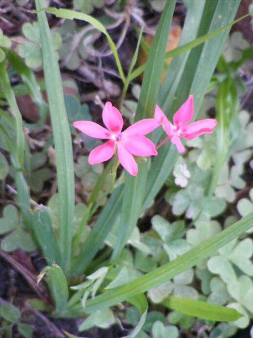 Image of Freesia laxa subsp. laxa