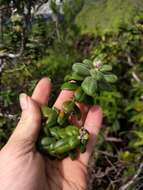 Image of Lehua Papa