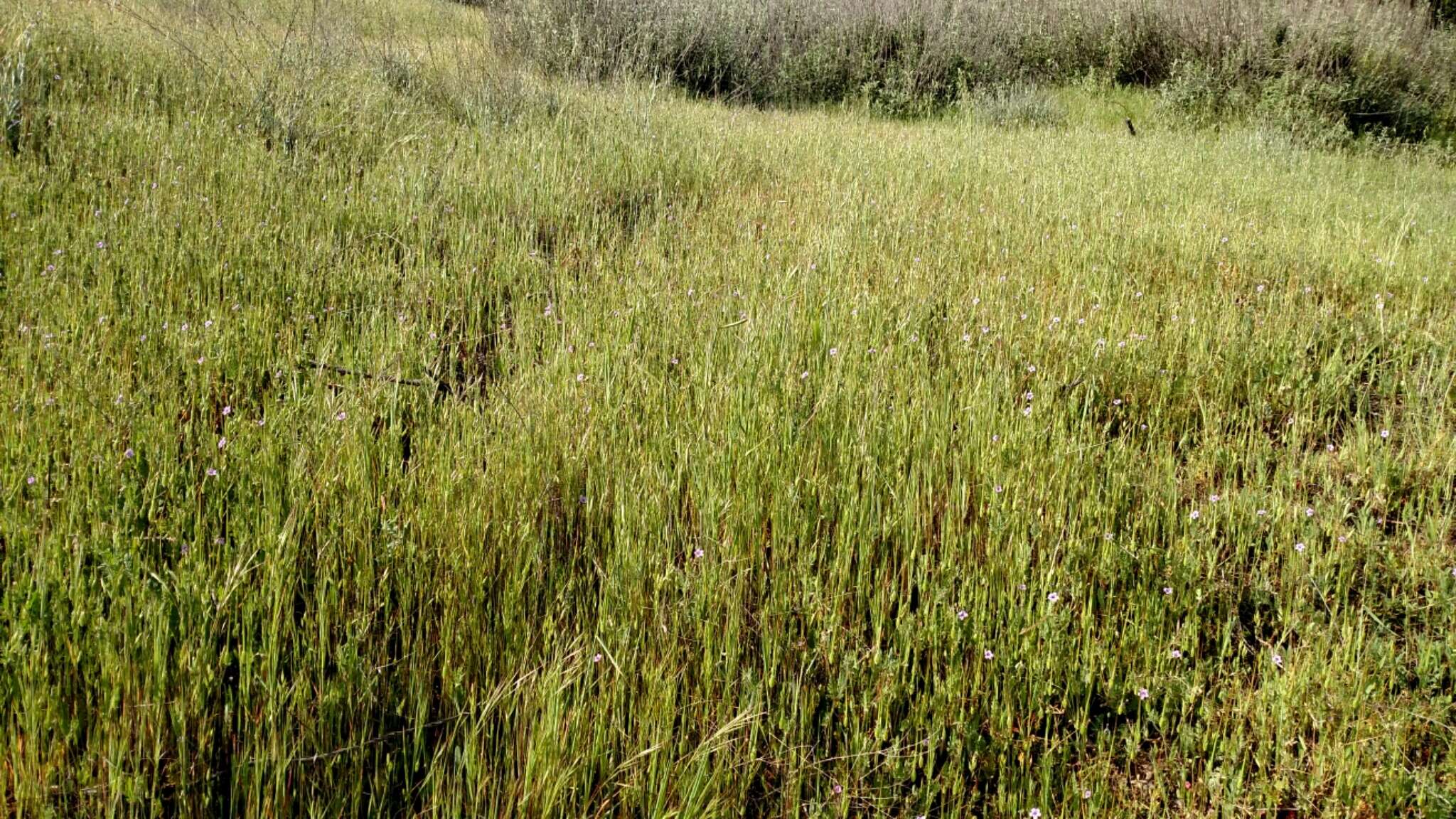 Imagem de Erodium botrys (Cav.) Bertol.