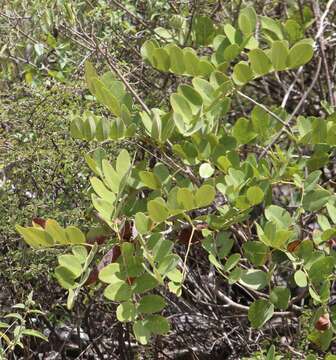 Image of Pseudosmodingium virletii (Baill.) Engl.