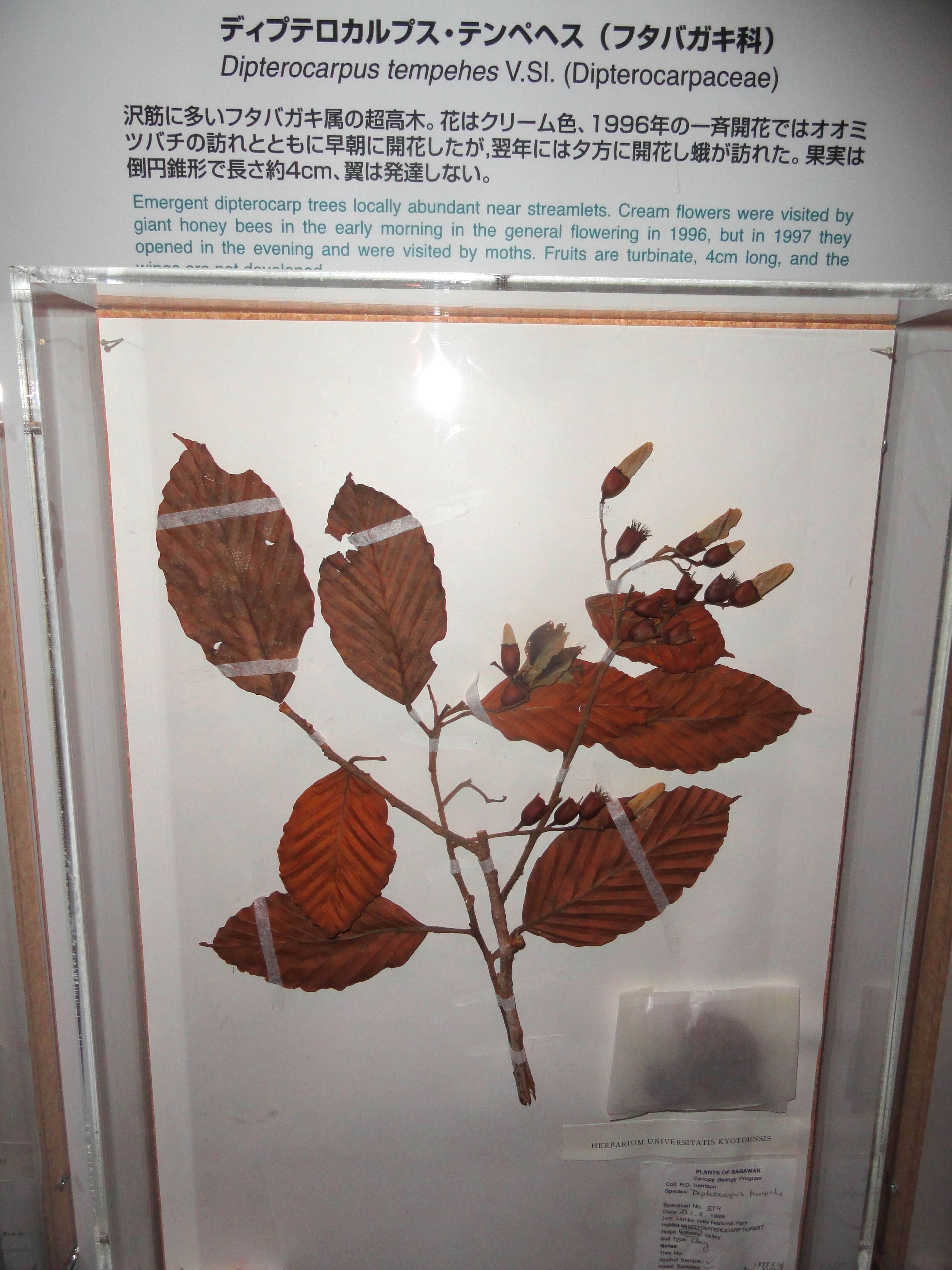 Image of Dipterocarpus tempehes van Slooten