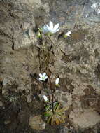 Image of Gentianella stellata Glenny