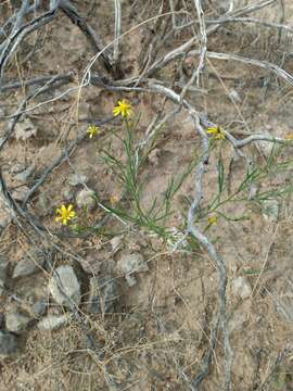 Image of roundleaf snakeweed