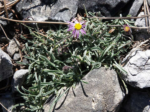 Image of Clokey's fleabane