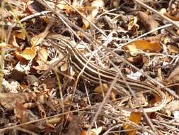 Image of Sierra Curlytail Lizard