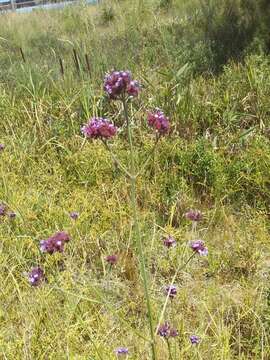 Image de Verbena intermedia Gillies & Hook.